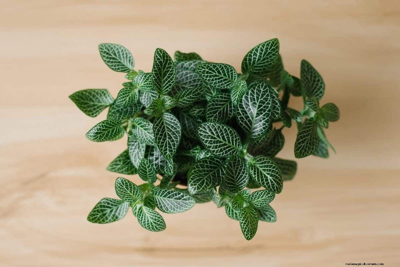 Houseplant Wilting? 25 Solutions for Fussy Plants