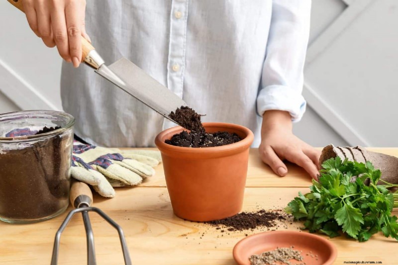 Houseplant Wilting? 25 Solutions for Fussy Plants