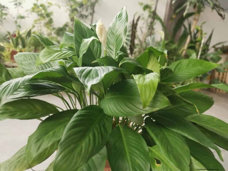 Houseplant Wilting? 25 Solutions for Fussy Plants