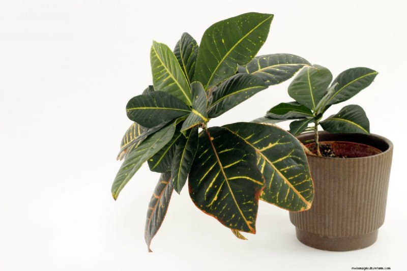 Houseplant Wilting? 25 Solutions for Fussy Plants