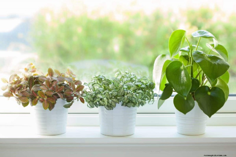 Houseplant Wilting? 25 Solutions for Fussy Plants