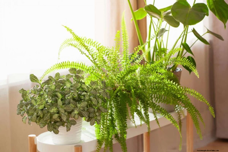 Houseplant Wilting? 25 Solutions for Fussy Plants