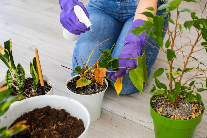 Decoding Leaf Colors: Understanding Plant Stress Signals