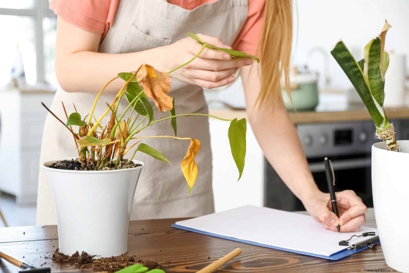 Decoding Leaf Colors: Understanding Plant Stress Signals