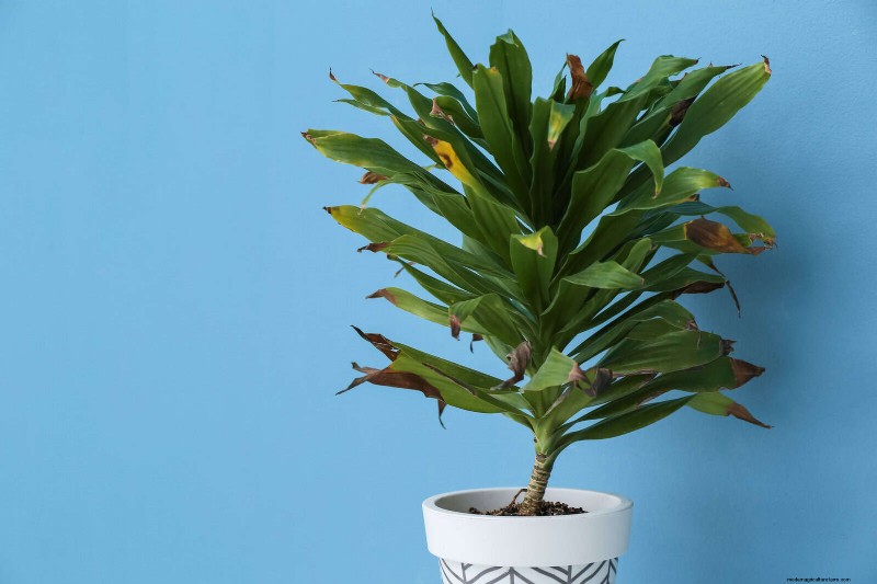 Decoding Leaf Colors: Understanding Plant Stress Signals