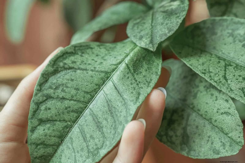 Decoding Leaf Colors: Understanding Plant Stress Signals