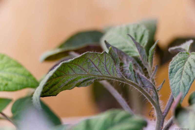 Decoding Leaf Colors: Understanding Plant Stress Signals