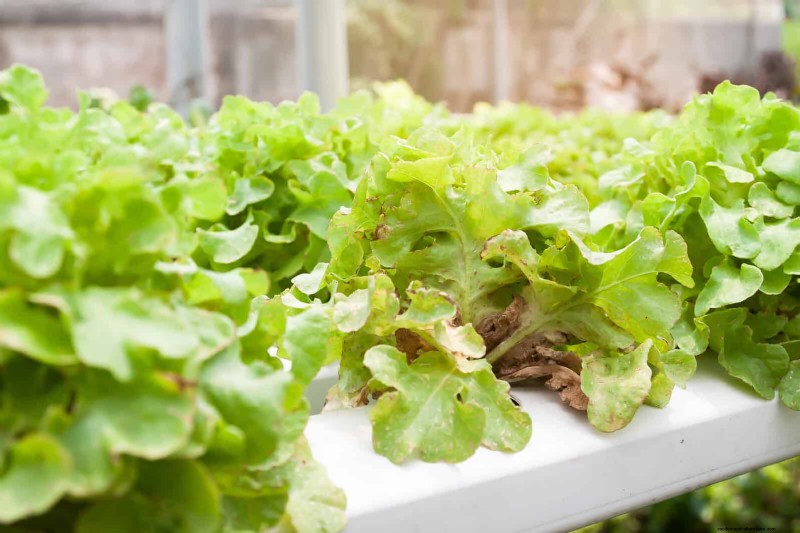 Decoding Leaf Colors: Understanding Plant Stress Signals