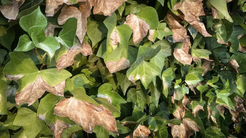 Decoding Leaf Colors: Understanding Plant Stress Signals