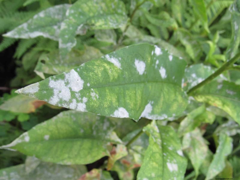 Decoding Leaf Colors: Understanding Plant Stress Signals