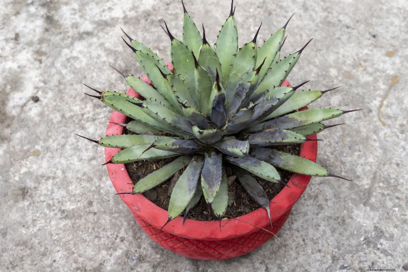 Decoding Leaf Colors: Understanding Plant Stress Signals