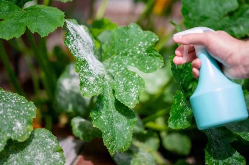 Decoding Leaf Colors: Understanding Plant Stress Signals
