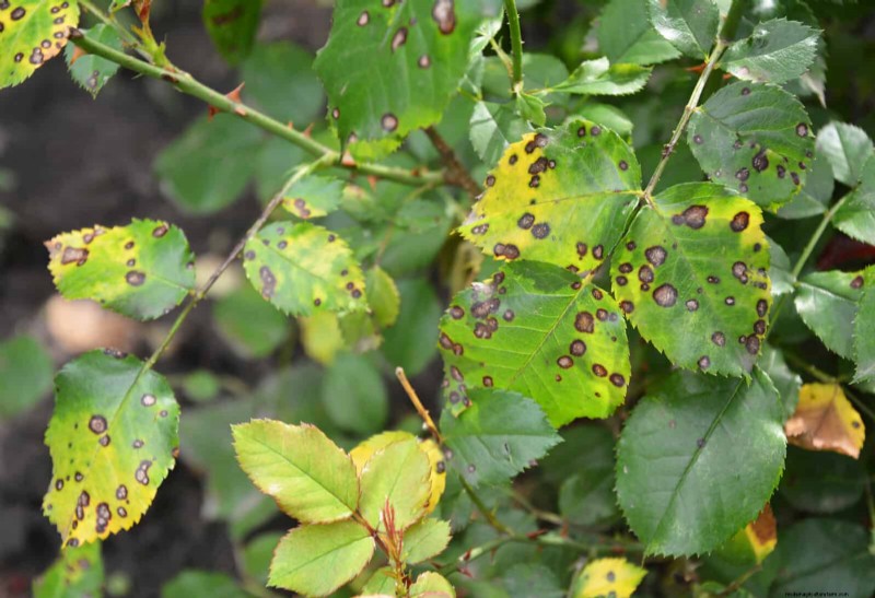 Decoding Leaf Colors: Understanding Plant Stress Signals