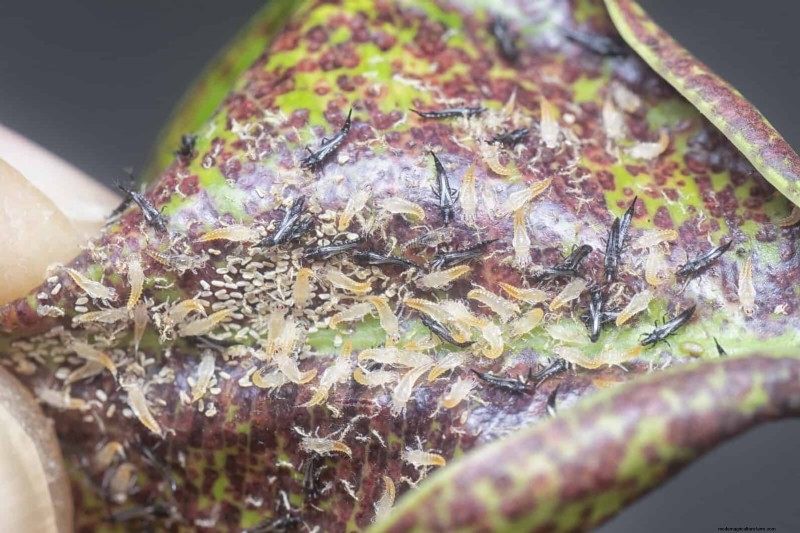 Decoding Leaf Colors: Understanding Plant Stress Signals