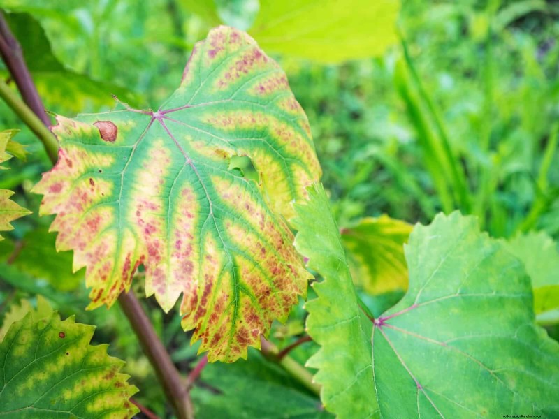 Decoding Leaf Colors: Understanding Plant Stress Signals