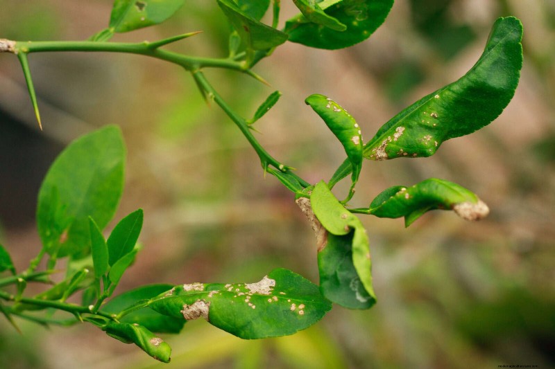 Decoding Leaf Colors: Understanding Plant Stress Signals