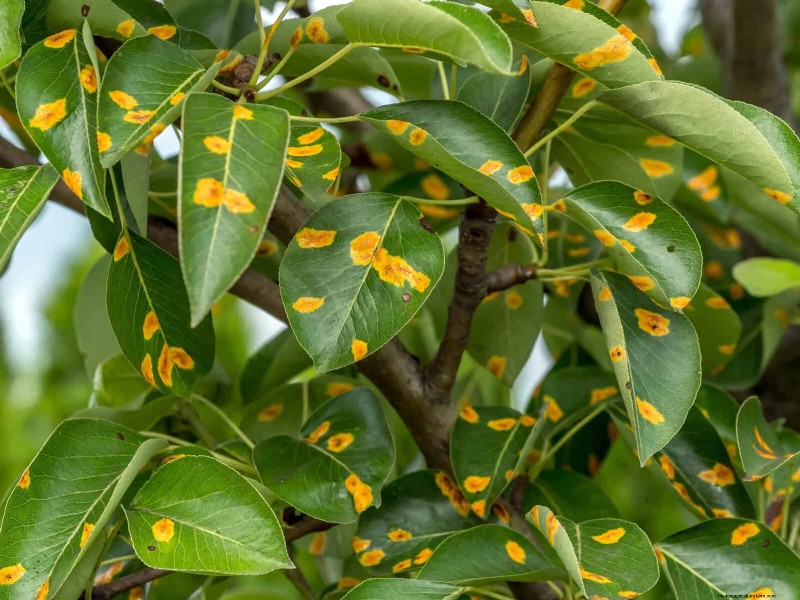 Decoding Leaf Colors: Understanding Plant Stress Signals