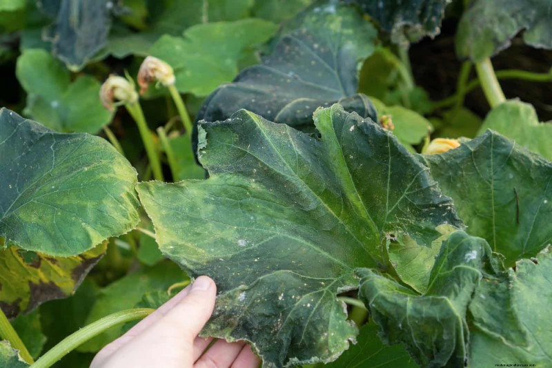 Decoding Leaf Colors: Understanding Plant Stress Signals
