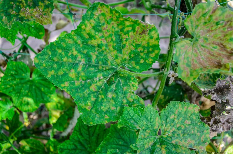 Decoding Leaf Colors: Understanding Plant Stress Signals
