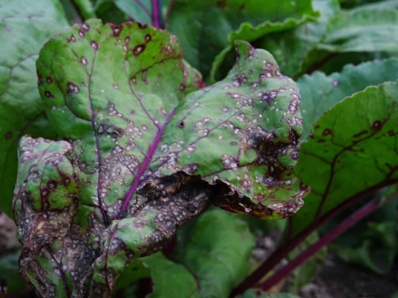 Decoding Leaf Colors: Understanding Plant Stress Signals