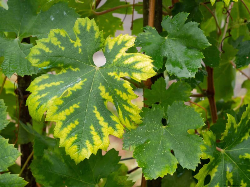 Decoding Leaf Colors: Understanding Plant Stress Signals