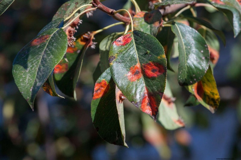 Decoding Leaf Colors: Understanding Plant Stress Signals