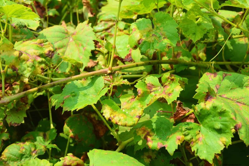 Decoding Leaf Colors: Understanding Plant Stress Signals
