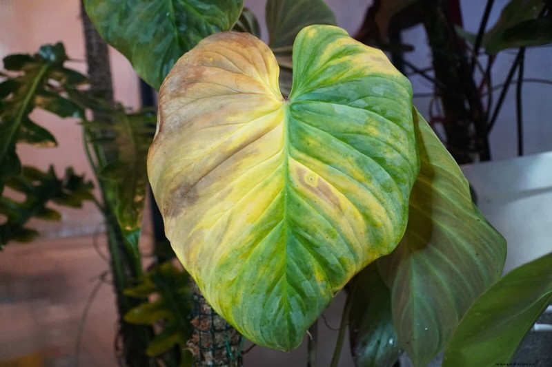 Decoding Leaf Colors: Understanding Plant Stress Signals