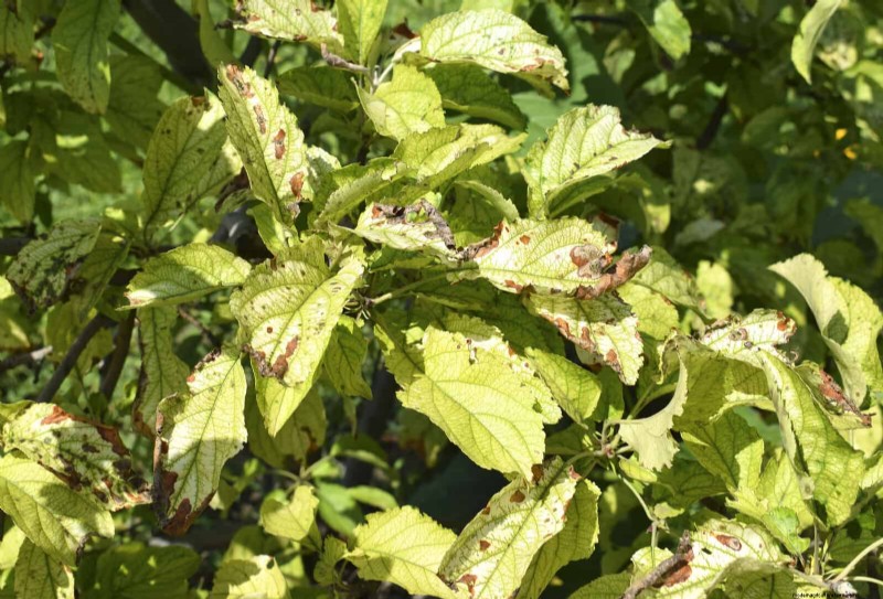 Decoding Leaf Colors: Understanding Plant Stress Signals