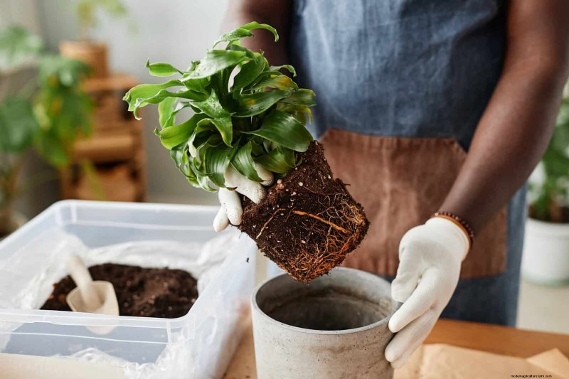 Decoding Leaf Colors: Understanding Plant Stress Signals