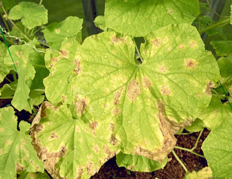 Decoding Leaf Colors: Understanding Plant Stress Signals