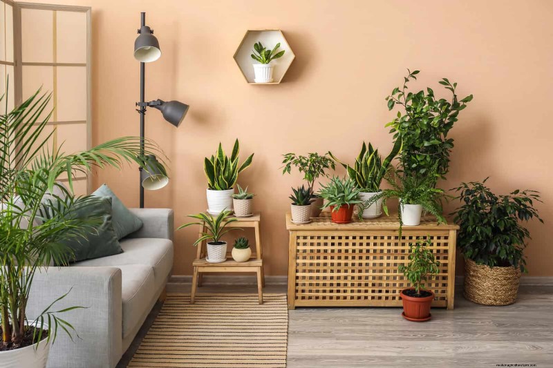 Transforming Shady Corners: A Complete Guide to Plant Styling & Care