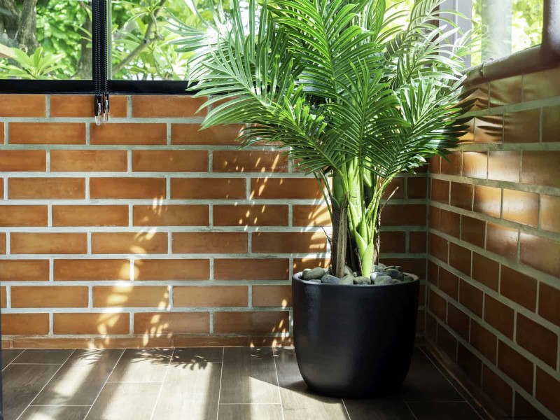 Transforming Shady Corners: A Complete Guide to Plant Styling & Care