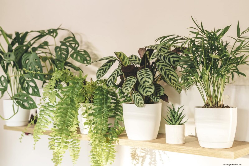 Transforming Shady Corners: A Complete Guide to Plant Styling & Care