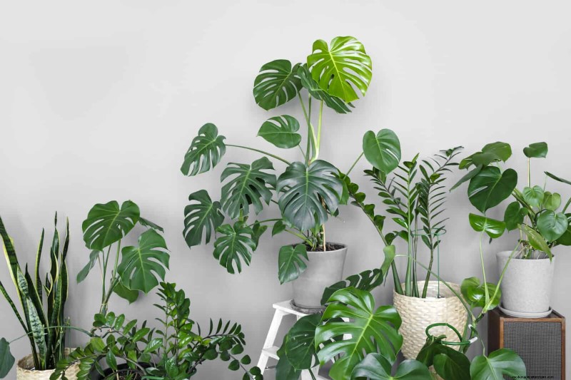 Transforming Shady Corners: A Complete Guide to Plant Styling & Care