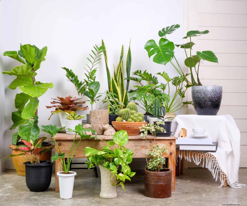 Transforming Shady Corners: A Complete Guide to Plant Styling & Care