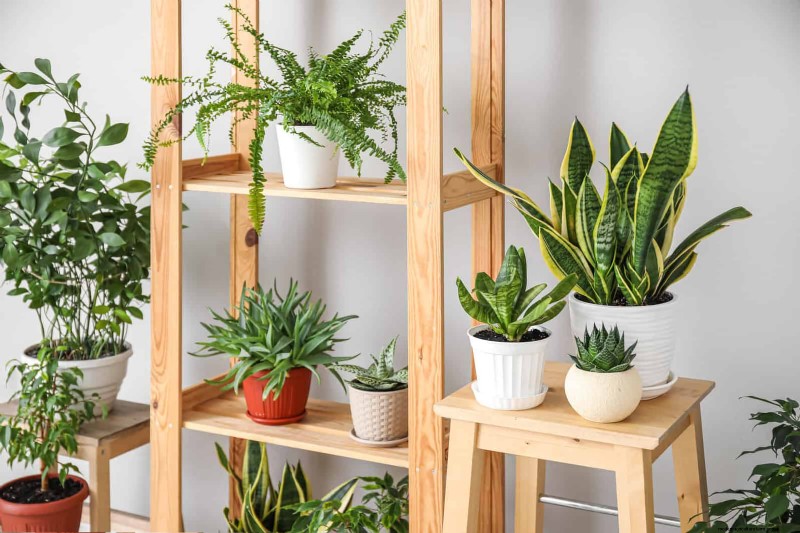 Transforming Shady Corners: A Complete Guide to Plant Styling & Care
