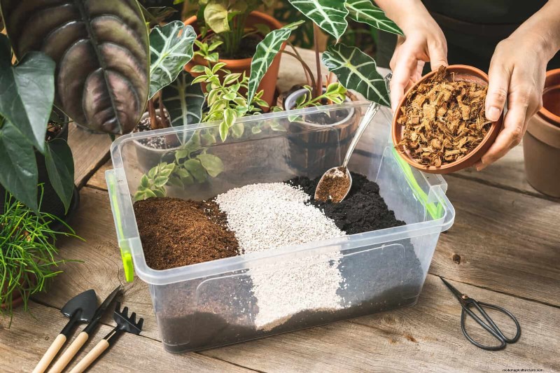 Transforming Shady Corners: A Complete Guide to Plant Styling & Care