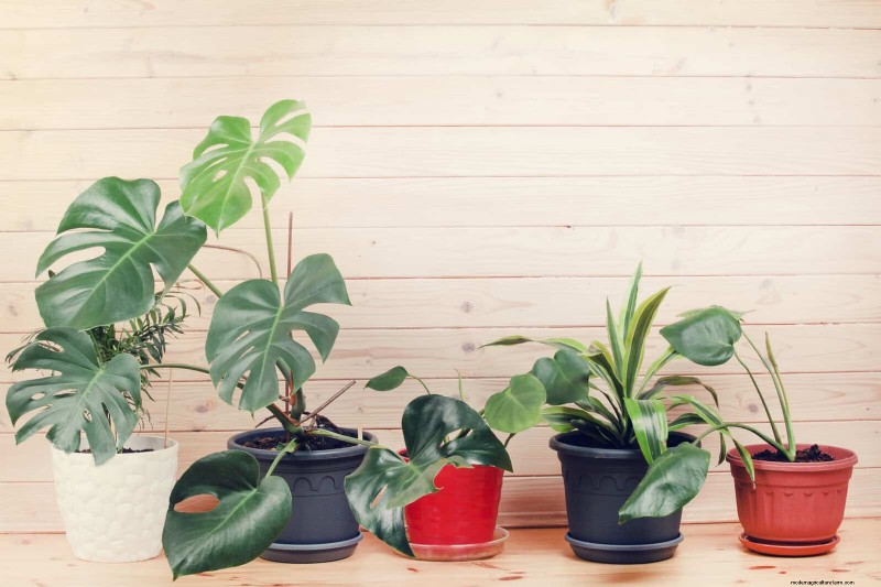 Transforming Shady Corners: A Complete Guide to Plant Styling & Care