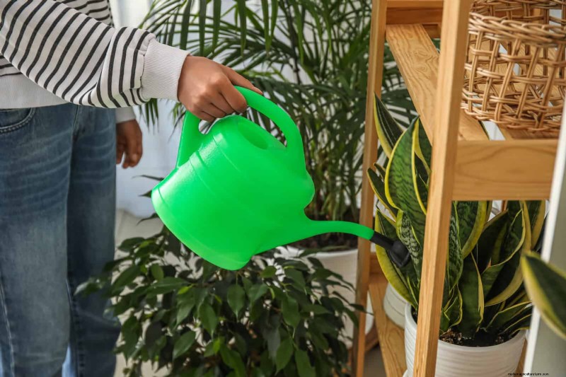 Transforming Shady Corners: A Complete Guide to Plant Styling & Care
