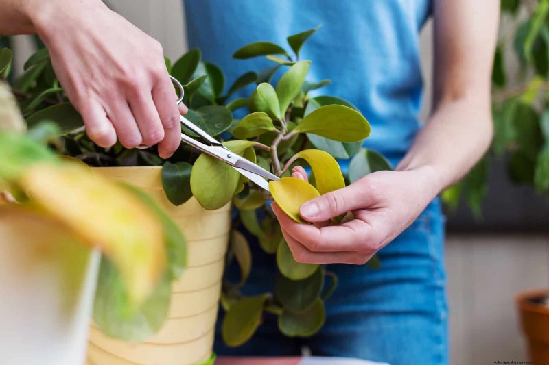 Transforming Shady Corners: A Complete Guide to Plant Styling & Care