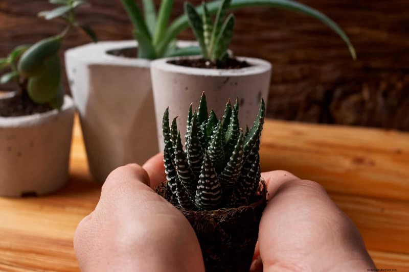 Transforming Shady Corners: A Complete Guide to Plant Styling & Care