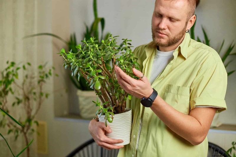 Transforming Shady Corners: A Complete Guide to Plant Styling & Care