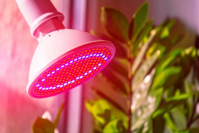Transforming Shady Corners: A Complete Guide to Plant Styling & Care