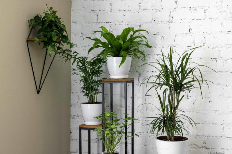 Transforming Shady Corners: A Complete Guide to Plant Styling & Care