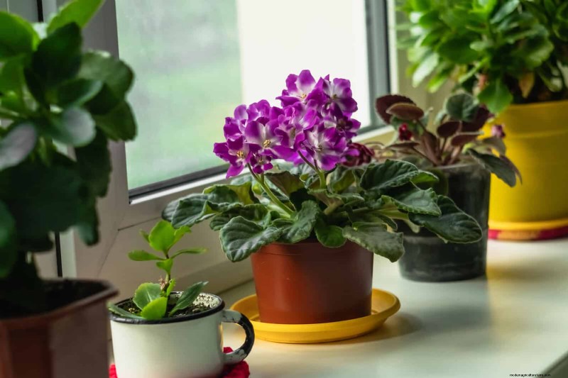 Transforming Shady Corners: A Complete Guide to Plant Styling & Care