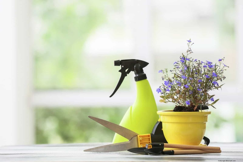 Transforming Shady Corners: A Complete Guide to Plant Styling & Care