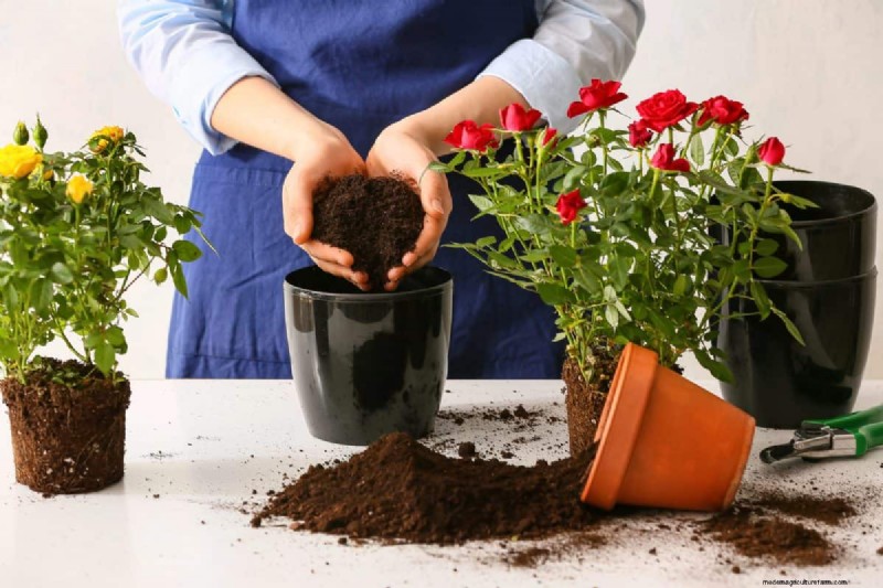 The Hidden Dangers of Over-Repotting: 25 Reasons to Wait