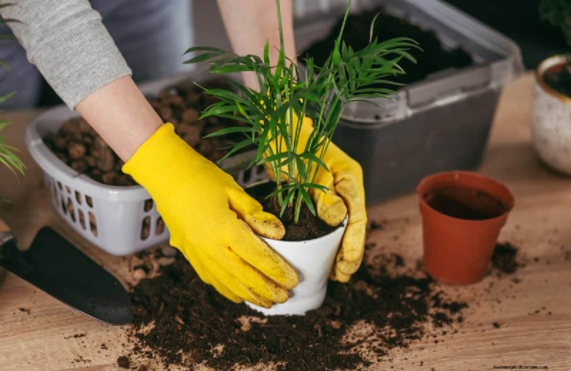 The Hidden Dangers of Over-Repotting: 25 Reasons to Wait