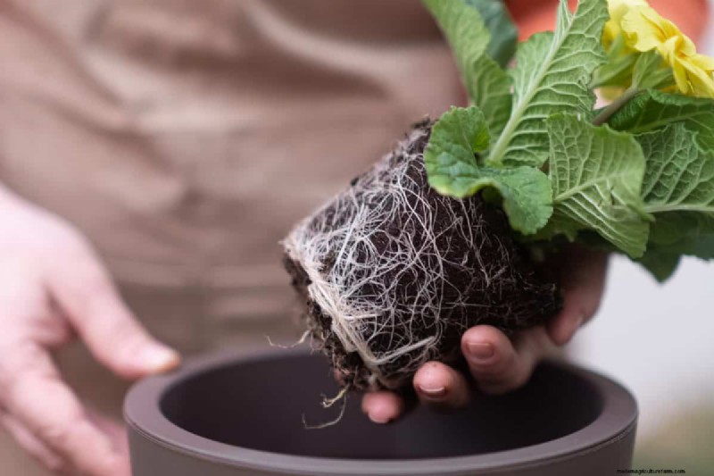 The Hidden Dangers of Over-Repotting: 25 Reasons to Wait